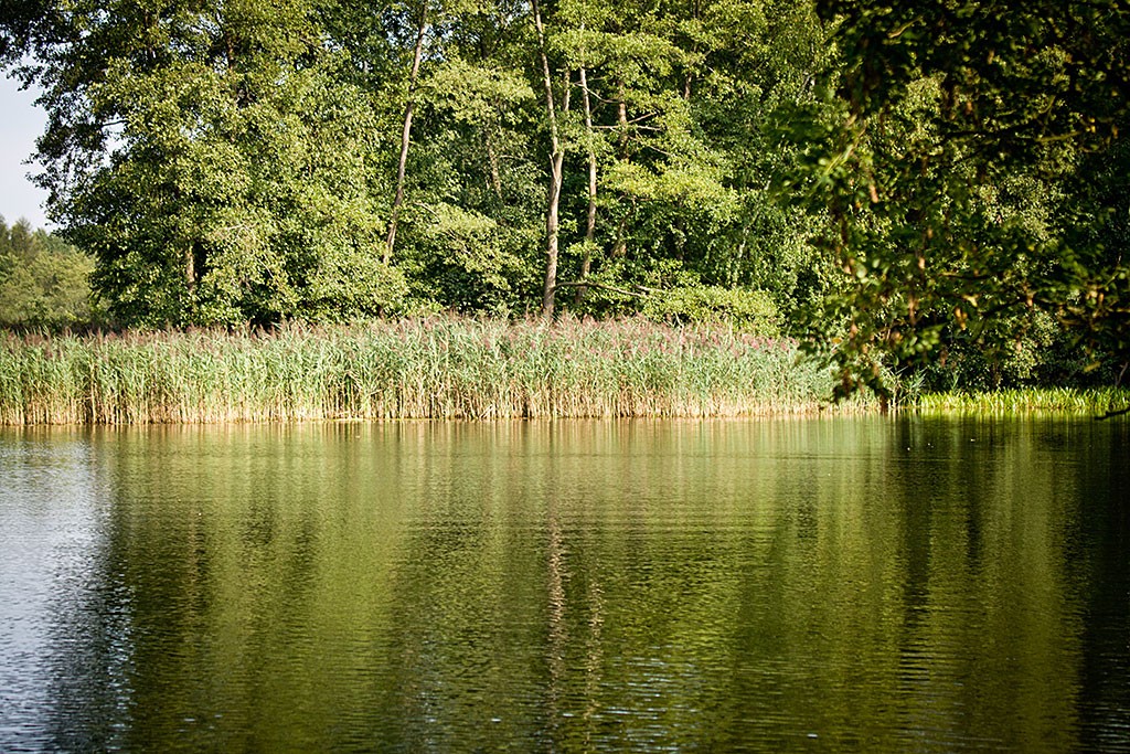 ein großer See mit jeder Menge Schilf und viel grünen Bäumen