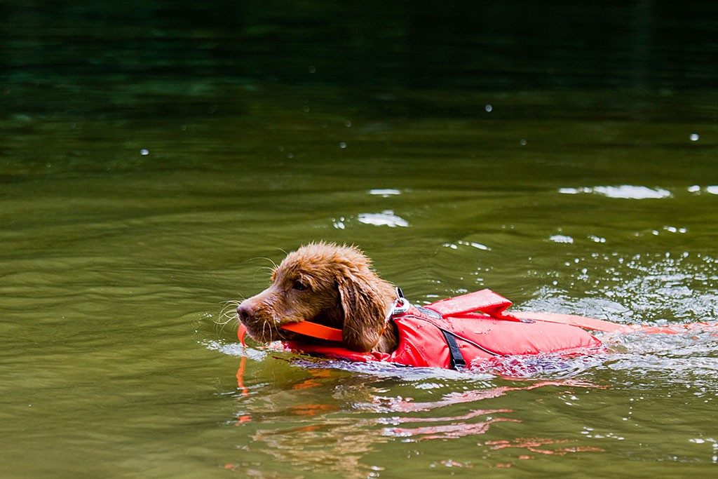 Edison schwimmt mit der Schleppleine im Maul