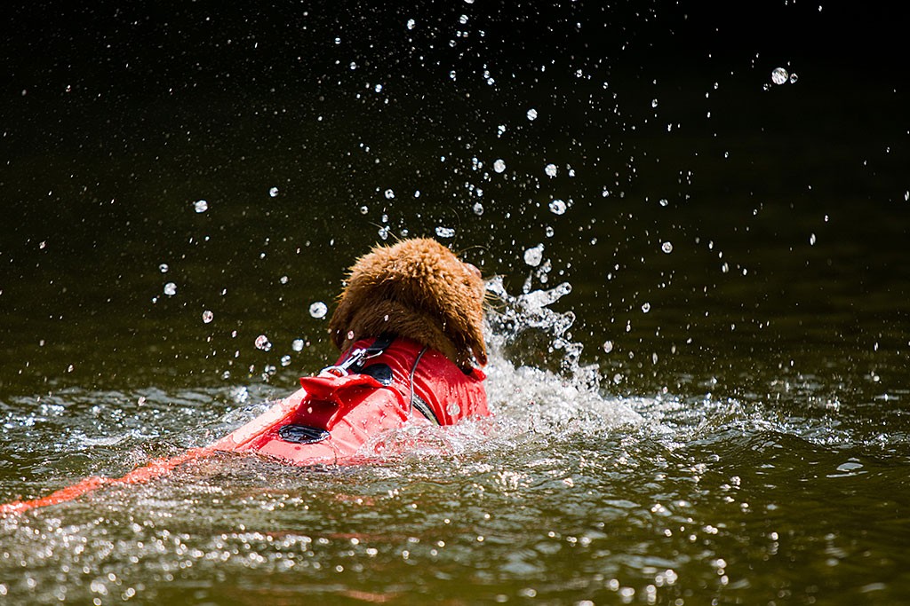 Edison platscht schwimmend durchs Wasser