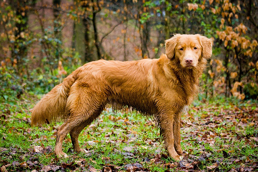 Edison steht mit nassem Bauch im Wald