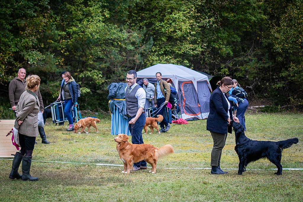 Newton steht aufgereiht mit dem Flat Coated Retriever im Ring und schaut dabei Richterin Katja Wolf aufmerksam an