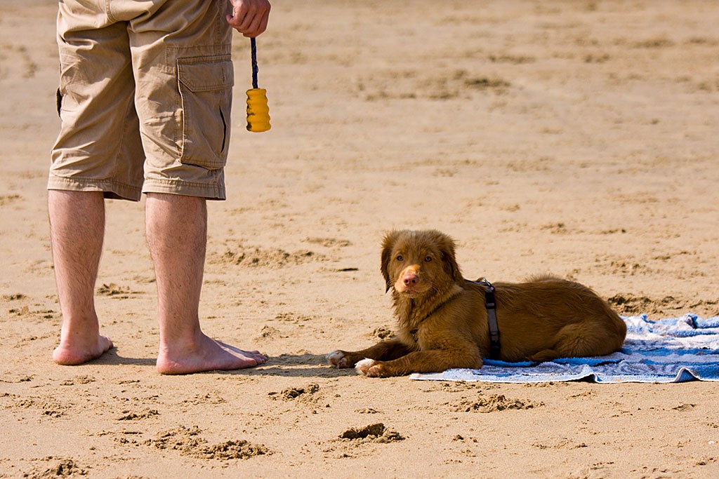 Edison liegt unangeleint auf seinem Handtuch am Strand