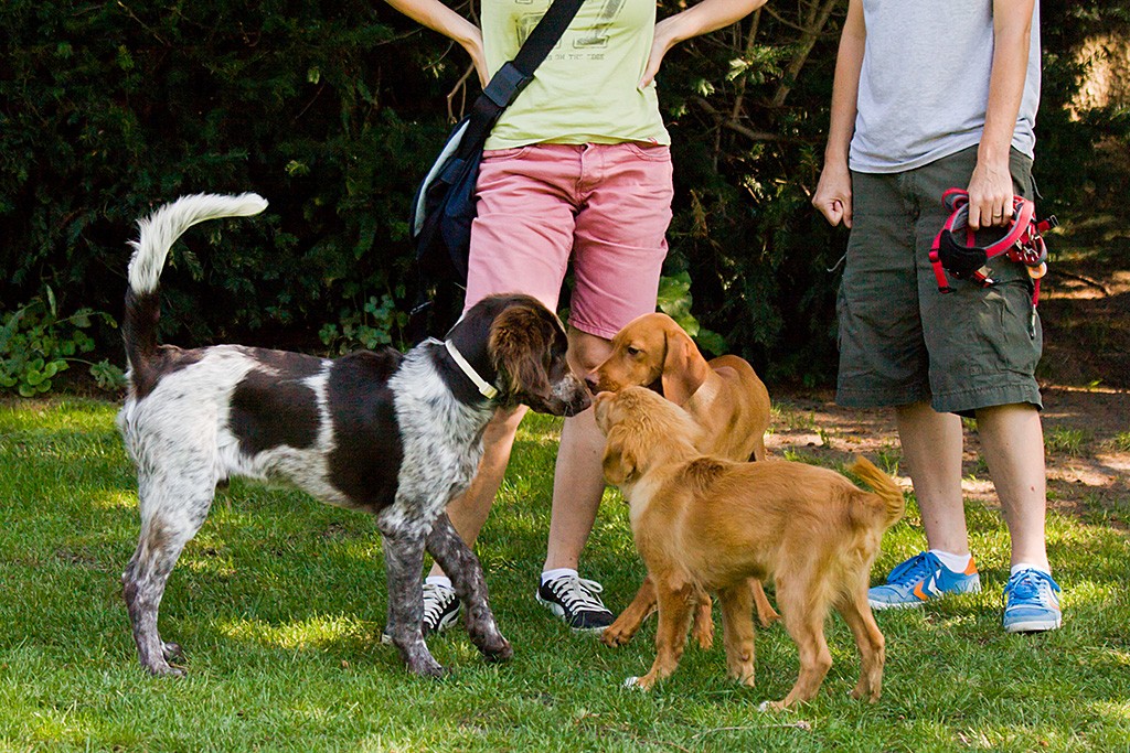 Elvis, Lille und Edison schnüffeln Nase an Nase