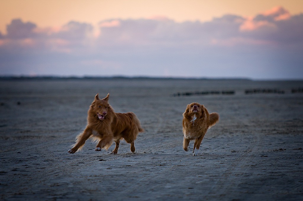 Edison und Frieda treffen am Strand von Rømø nach langer Zeit wieder aufeinander und rennen um die Wette