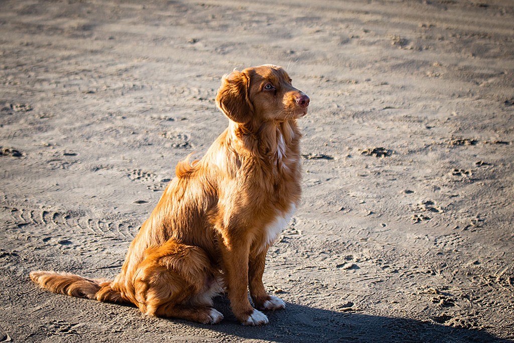 Newton sitzt am Strand