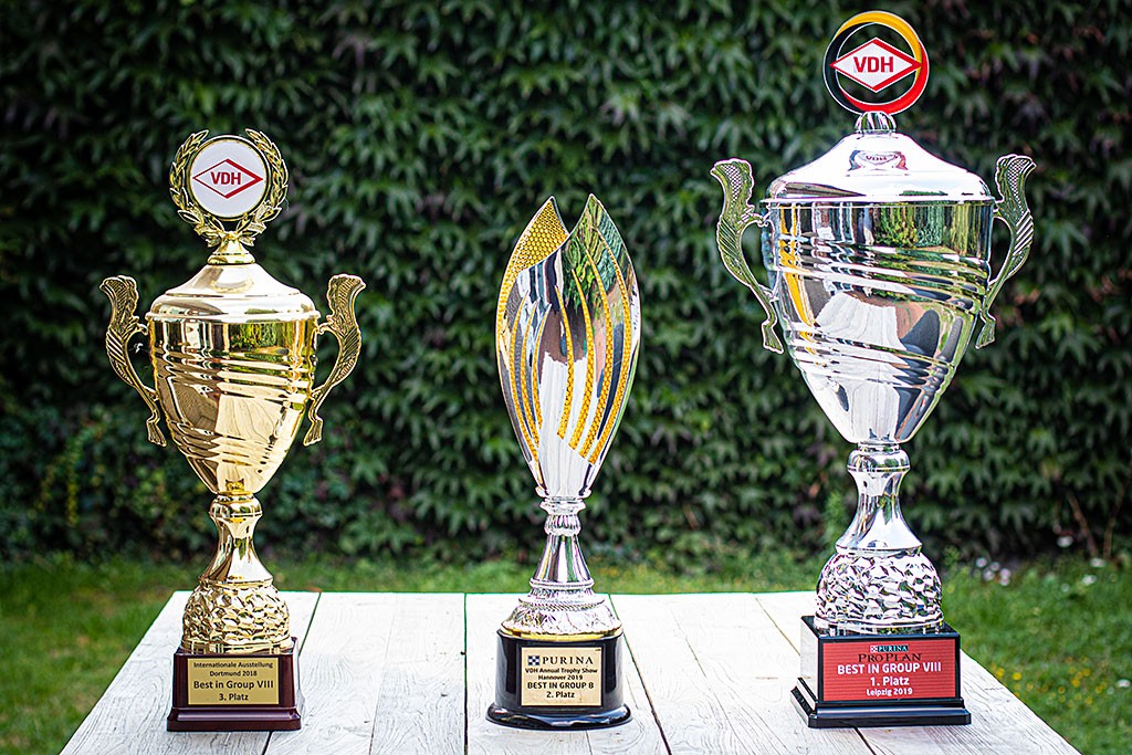 Drei Pokale der Gruppe 8 Platzierungen stehen auf einem Tisch