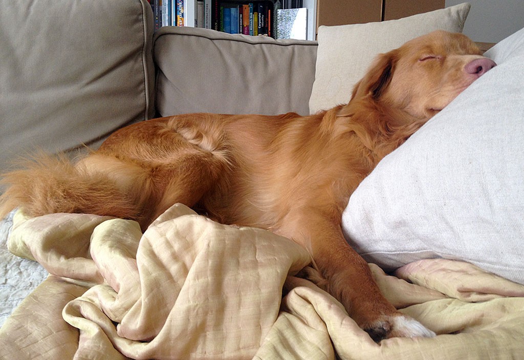 Edison schläft genüsslich ausgestreckt auf der Couch