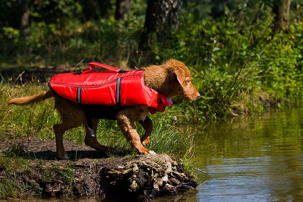 Edison kurz vorm Sprung ins Wasser