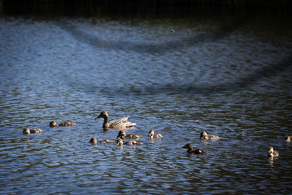 Eine Entenmama schwimmt mit ihren zehn Kleinen auf dem See